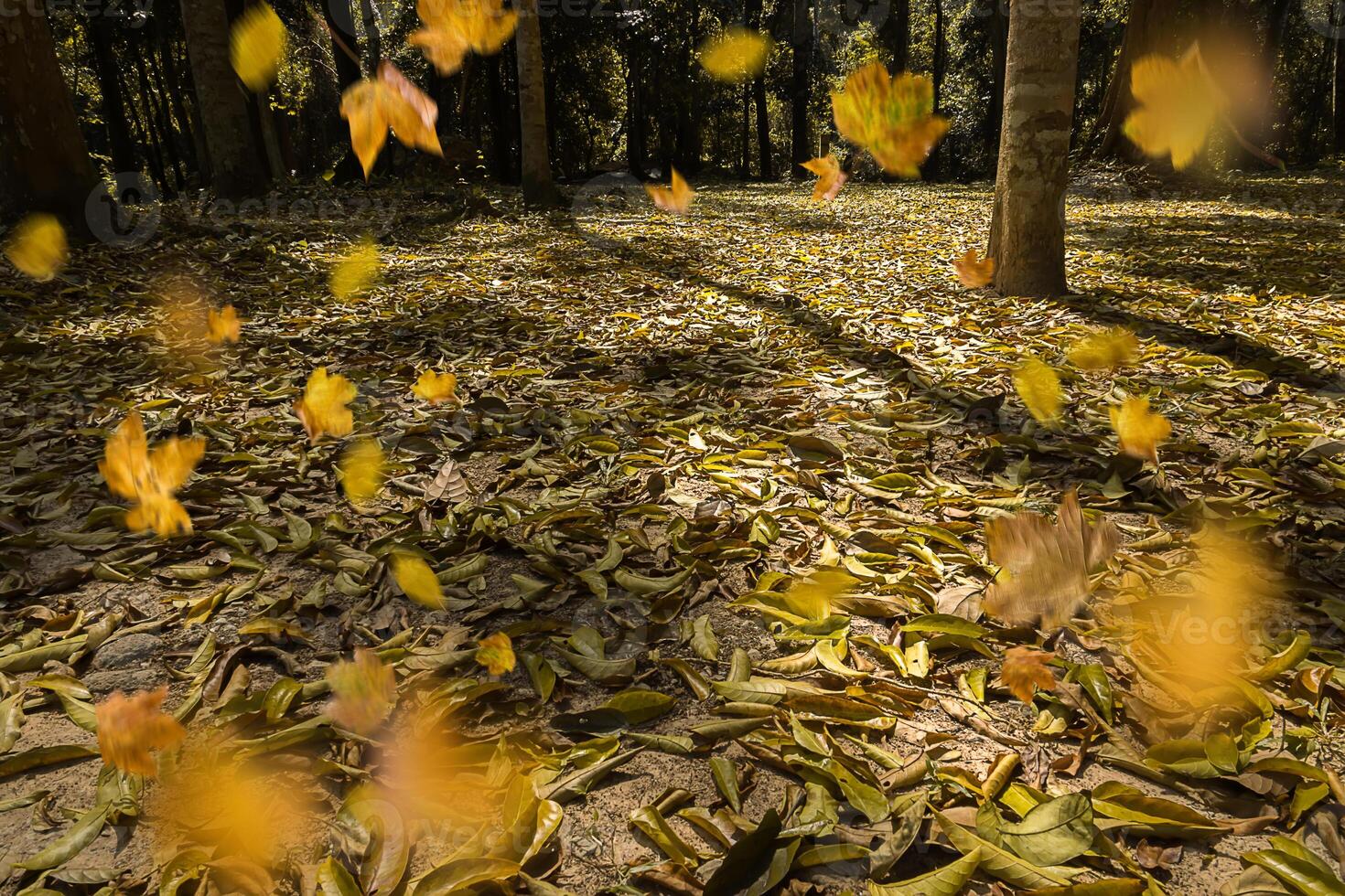 Fall in the forest photo