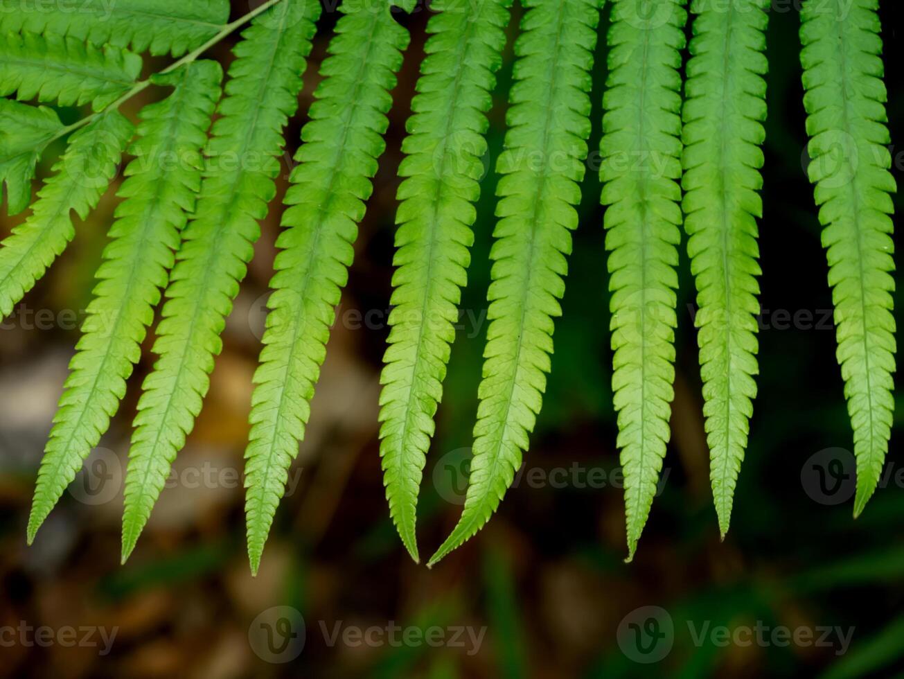 Close up fern leaves. photo