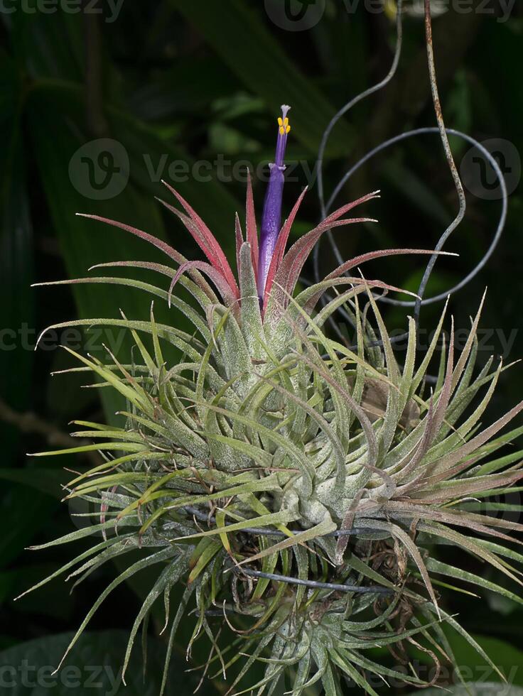 tillandsia air plant. photo