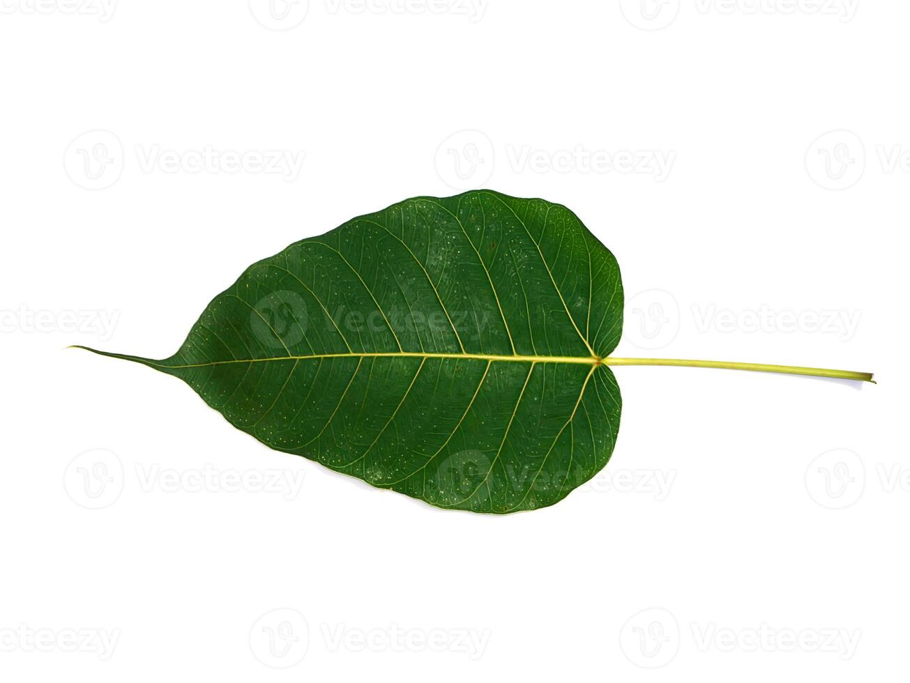 Green leaves of the Bodhi tree photo