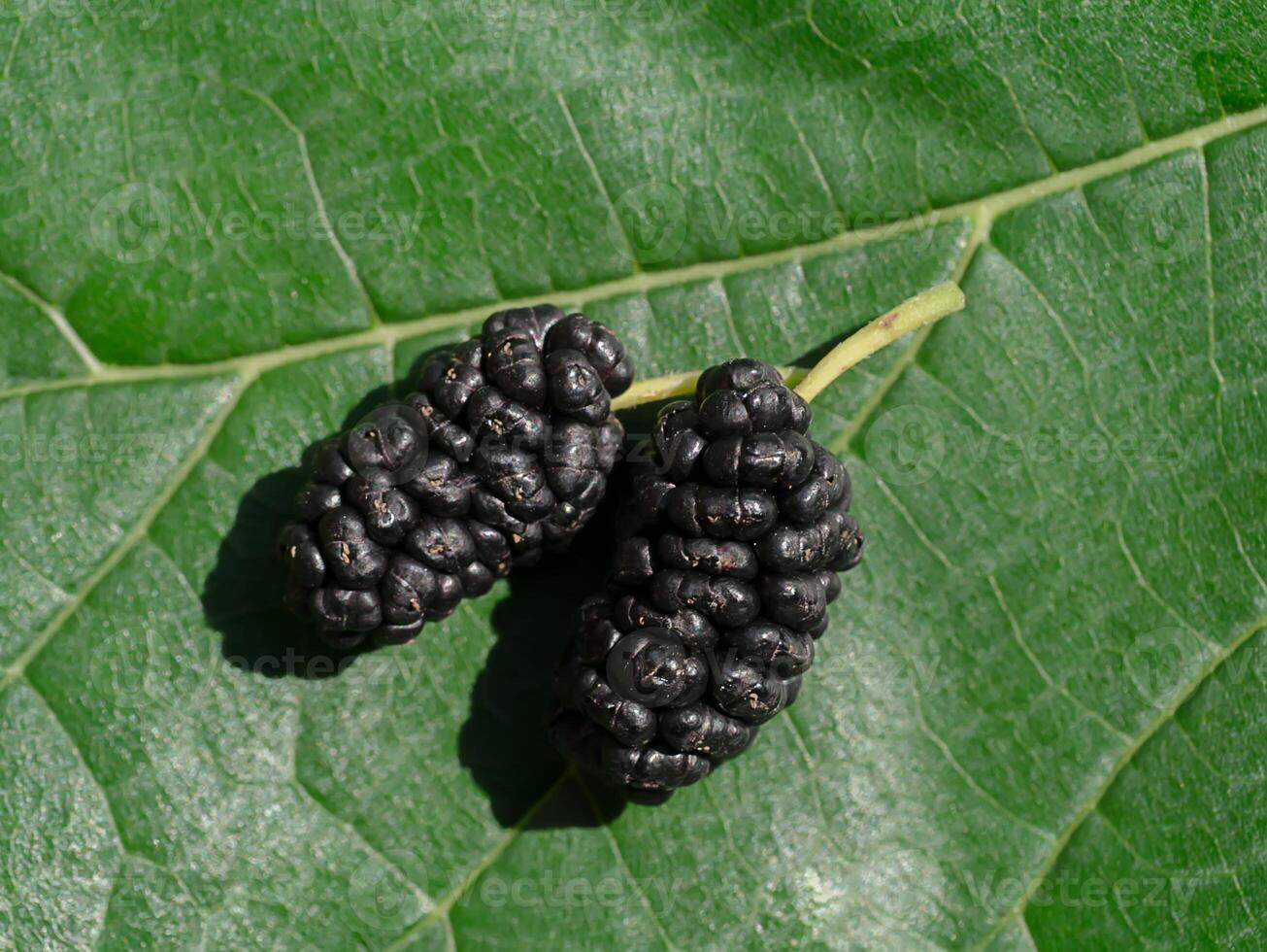 Black mulberry on green leaves. photo