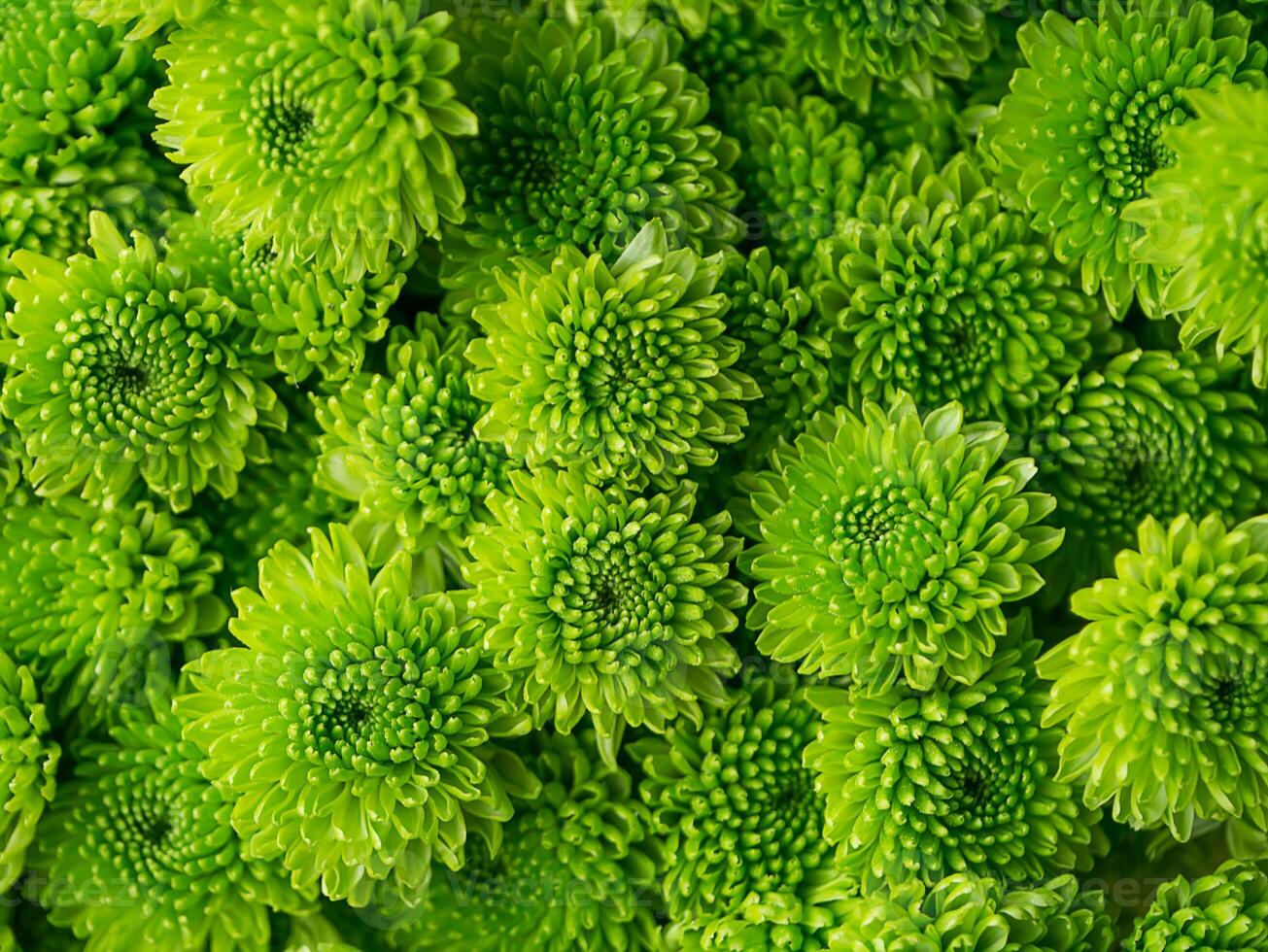 Close up Chrysanthemum flower. photo