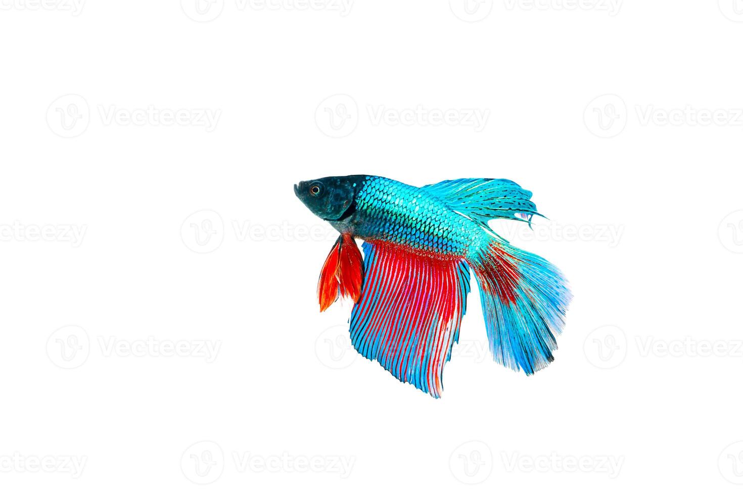 Siamese fighting fish photo