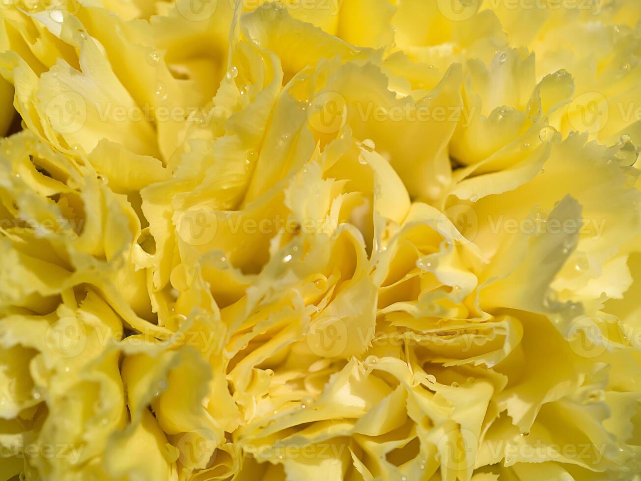 Close up of Carnation photo