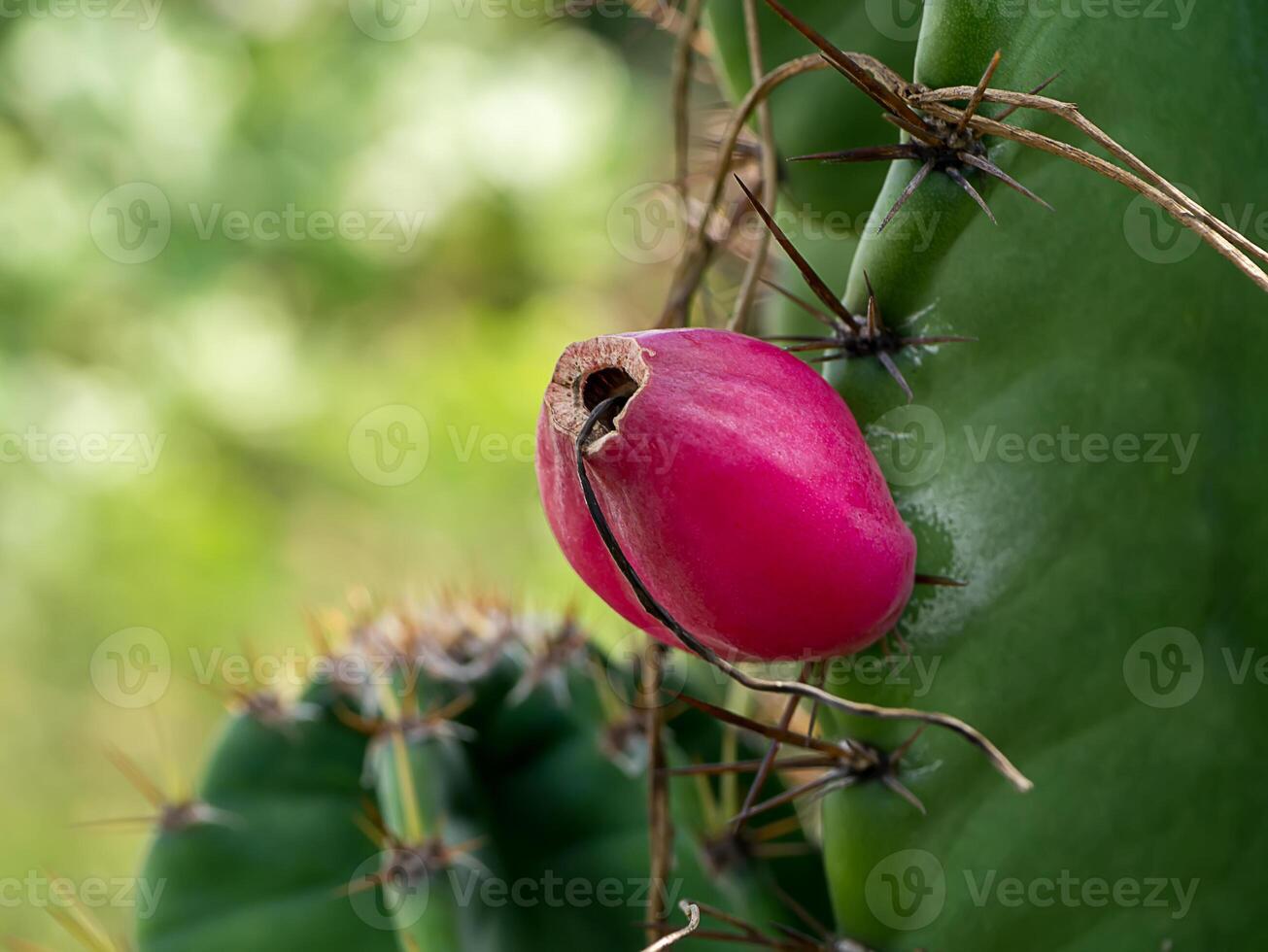 Close up of Cereus tetragonus plant. photo