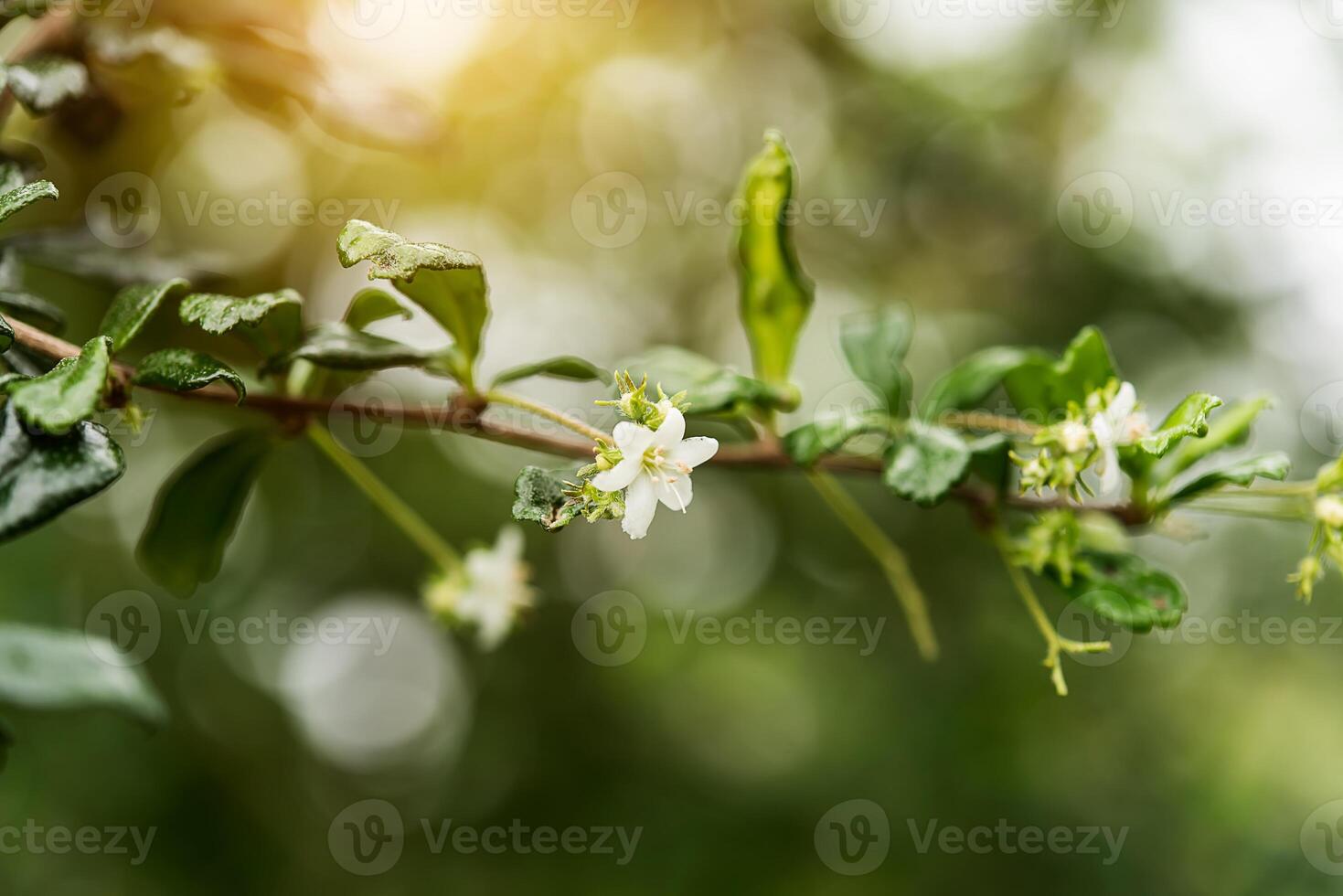 Eukien tea flower photo