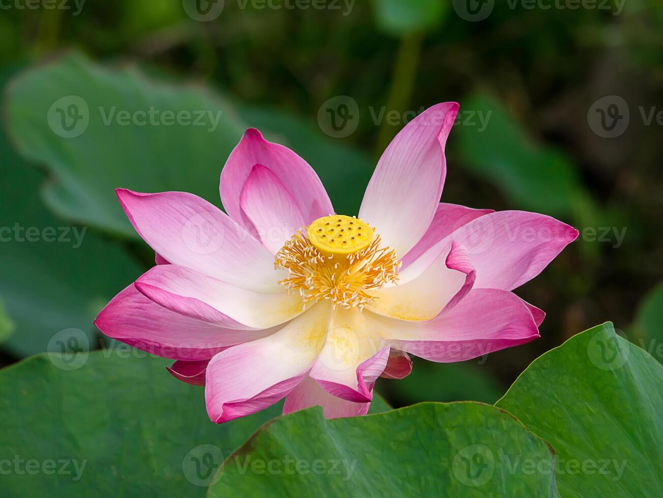 cerca arriba rosado loto flor. foto