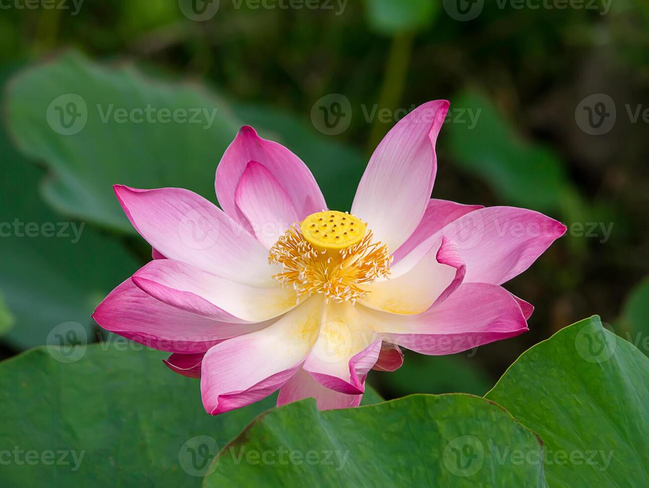 Close up pink lotus flower. photo