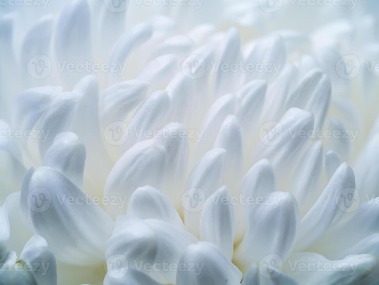 Close up of white flower. photo