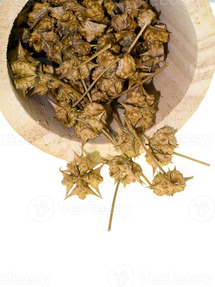 dried seeds of Tribulus terrestris photo