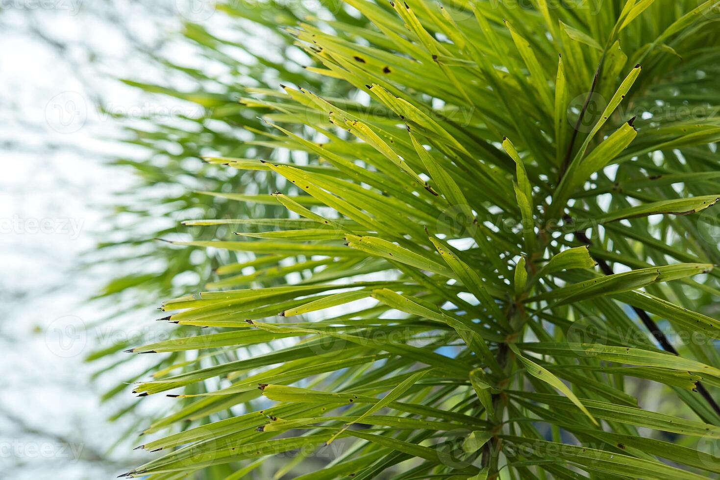 Close up of Foxtail Palm leaves photo