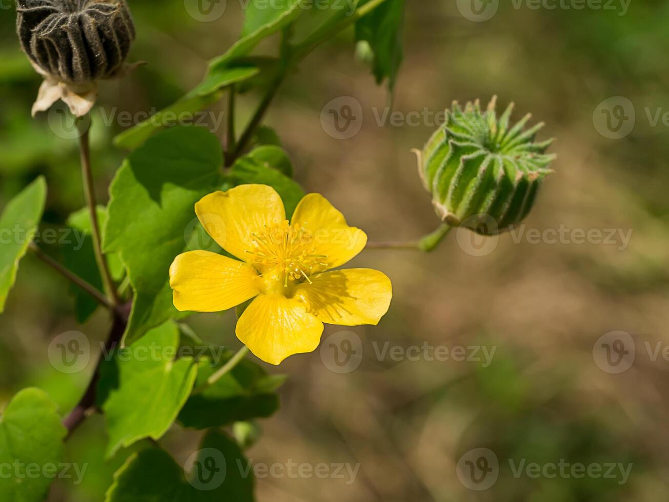 Country mallow flower photo