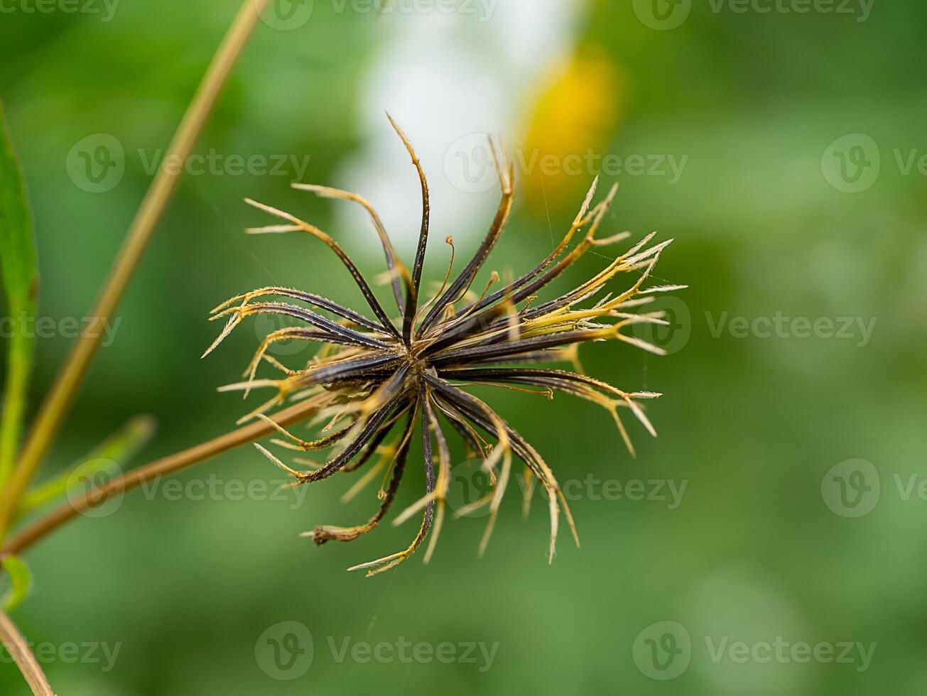 Close up of Bidens pilosa seed. photo