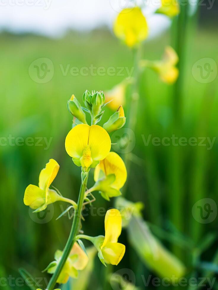 Close up of Crotalaria spectabilis plant. photo