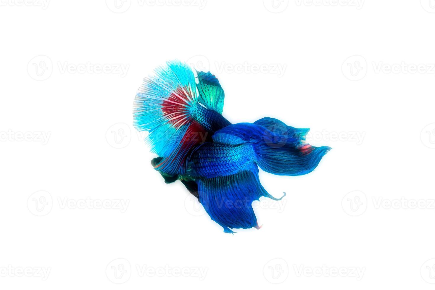 Siamese fighting fish photo