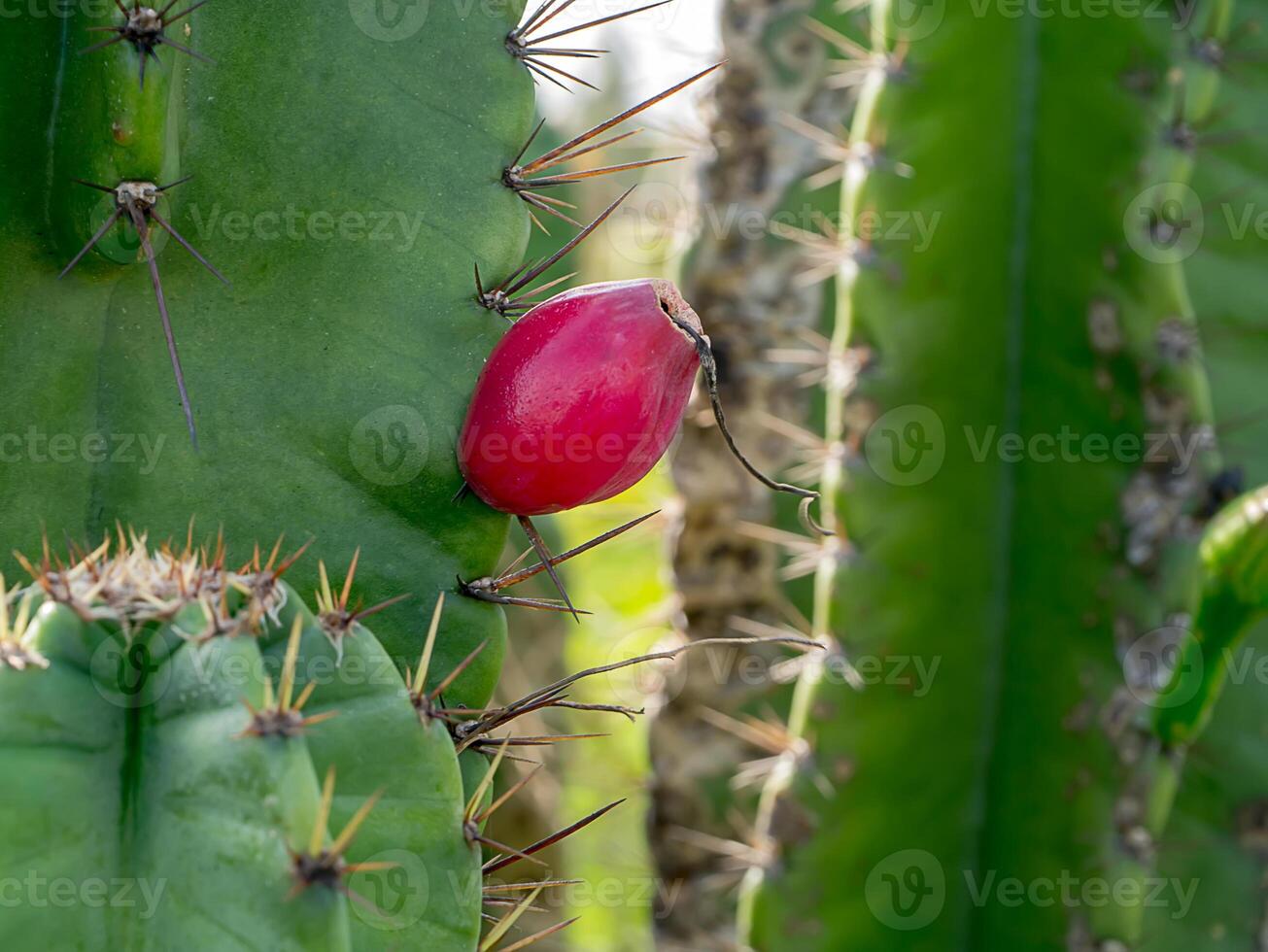 Close up of Cereus tetragonus plant. photo