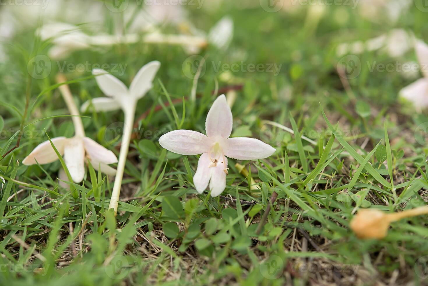 Flowers fallen on grass photo