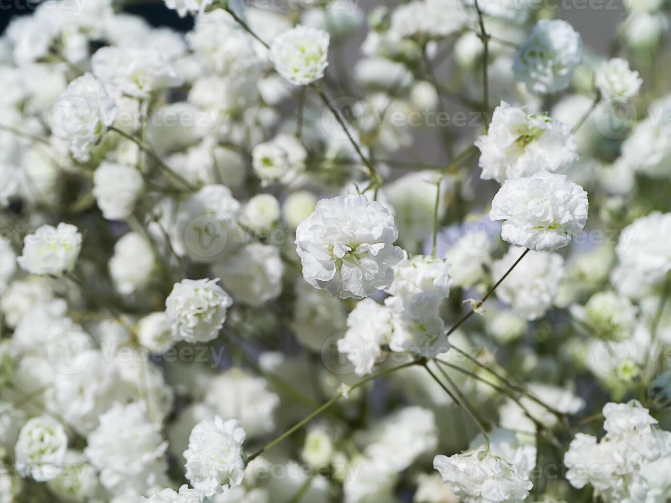 Close up of white gypsophila flower photo