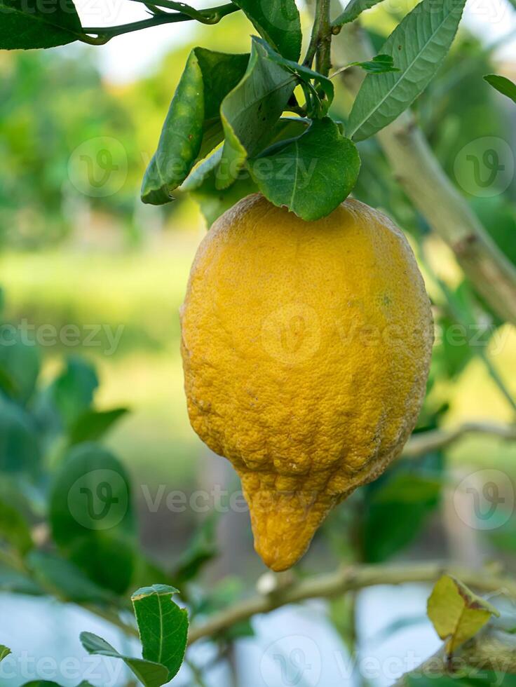 Lemon on tree. photo