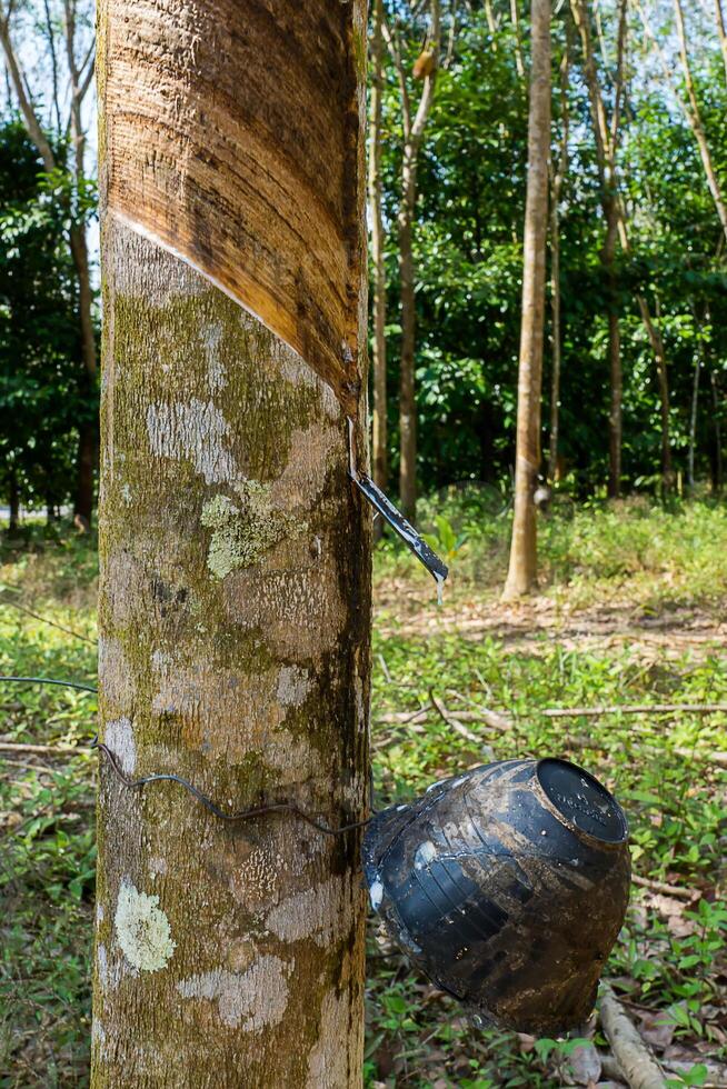 rubber tree in the autumn. photo