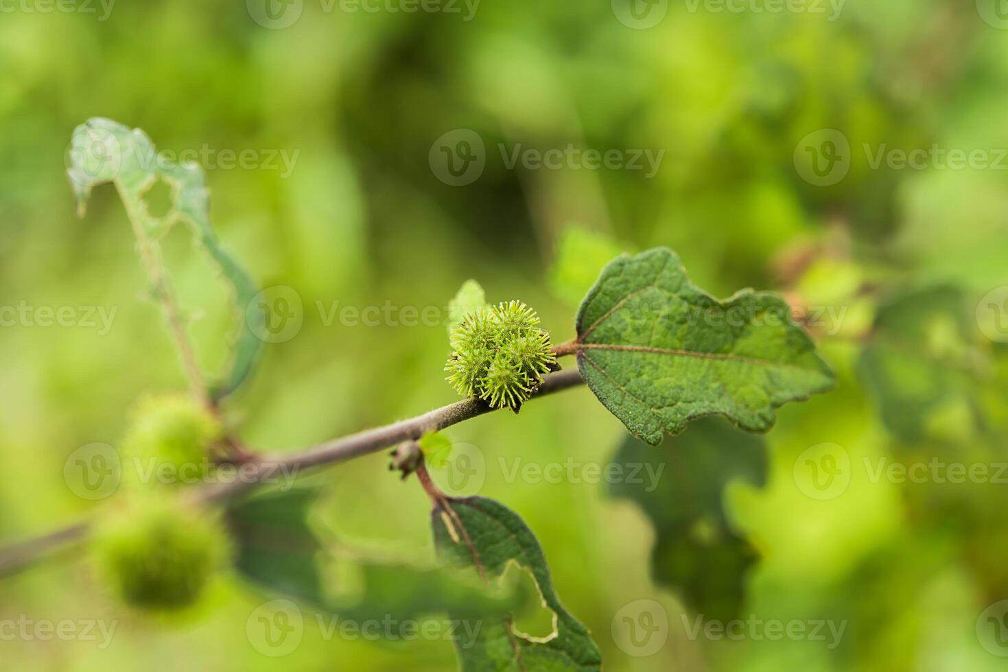 Caesar weed plant photo