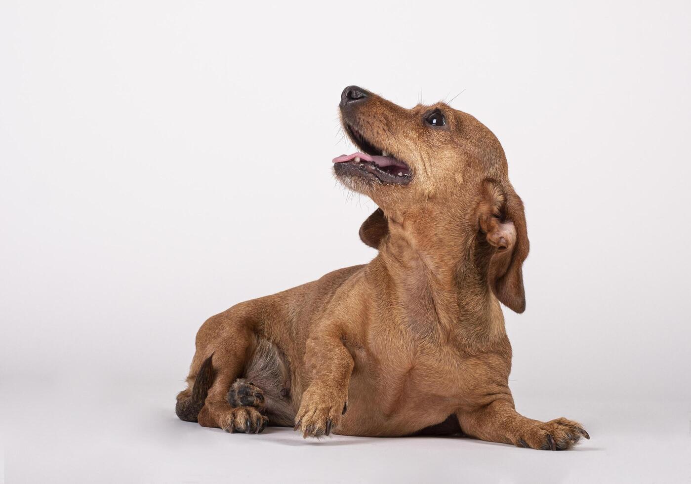 teckel breed dog sitting on the floor and looking up on a white background. photo