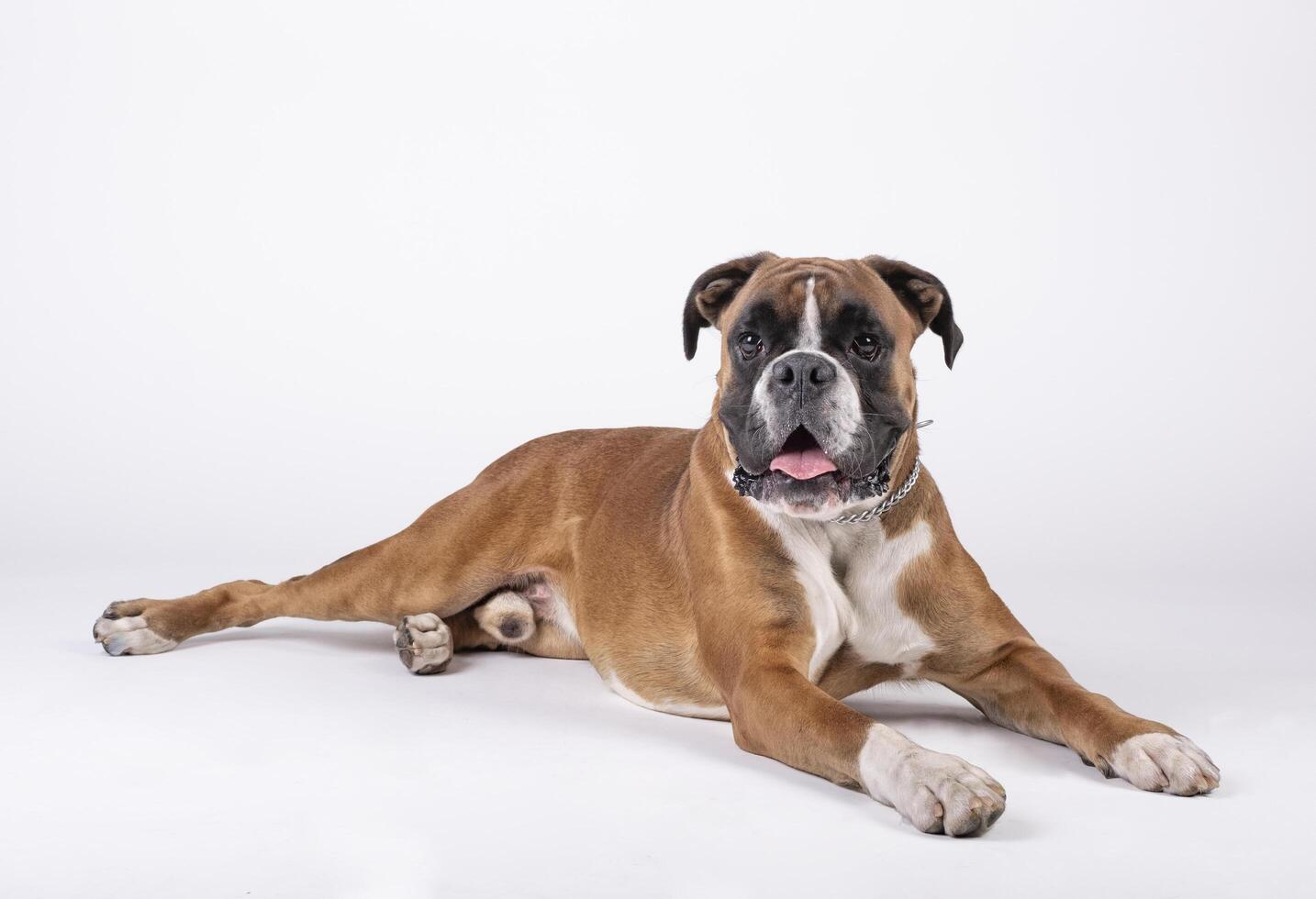 Boxer raza perro sentado en el piso con blanco antecedentes foto