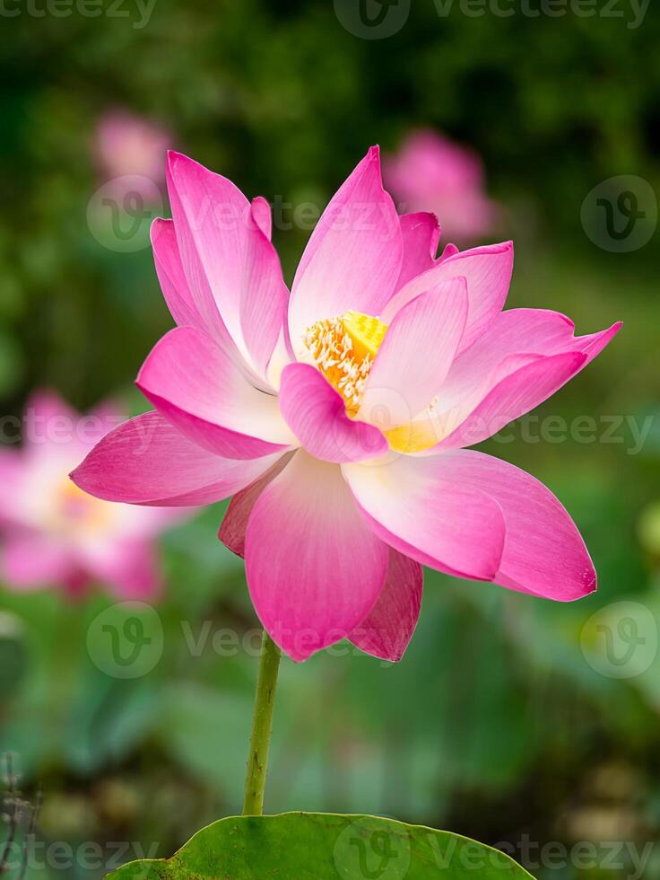 Close up pink lotus flower. photo