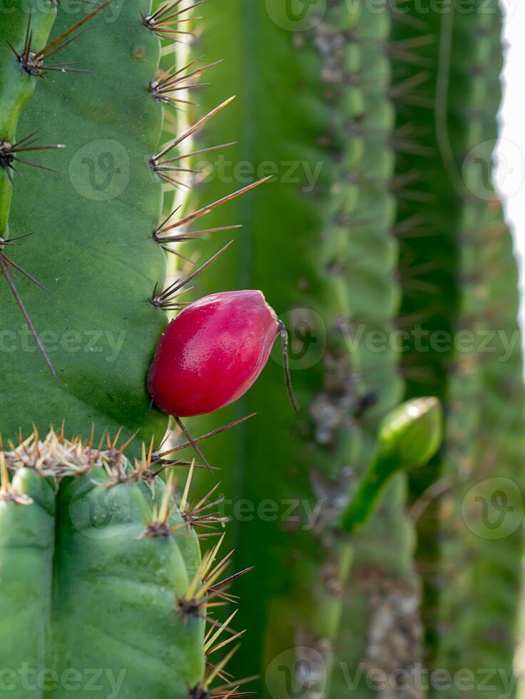 Close up of Cereus tetragonus plant. photo