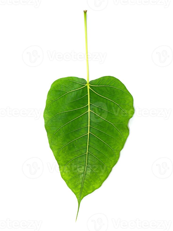 Green leaves of the Bodhi tree photo