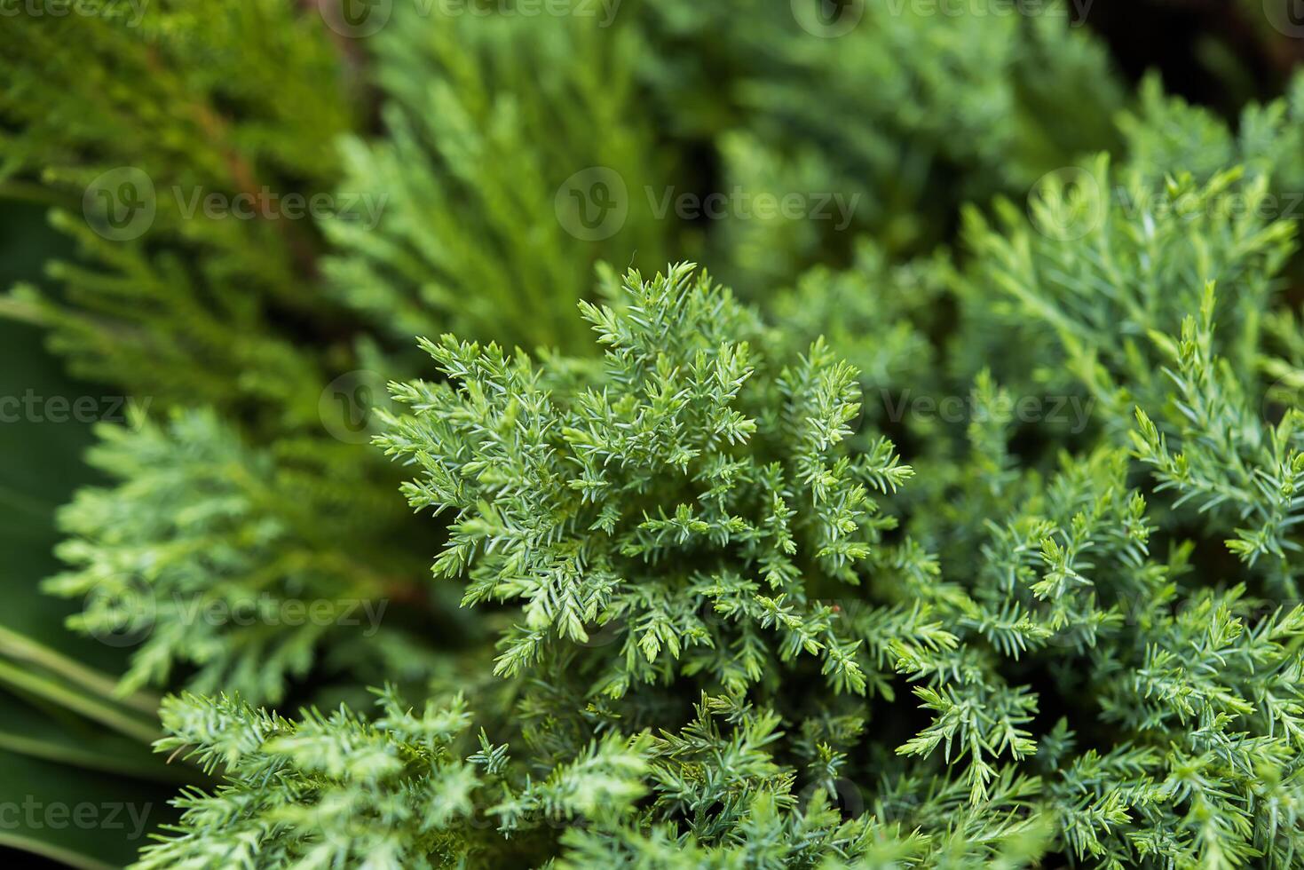 Close up of pine leaves. photo