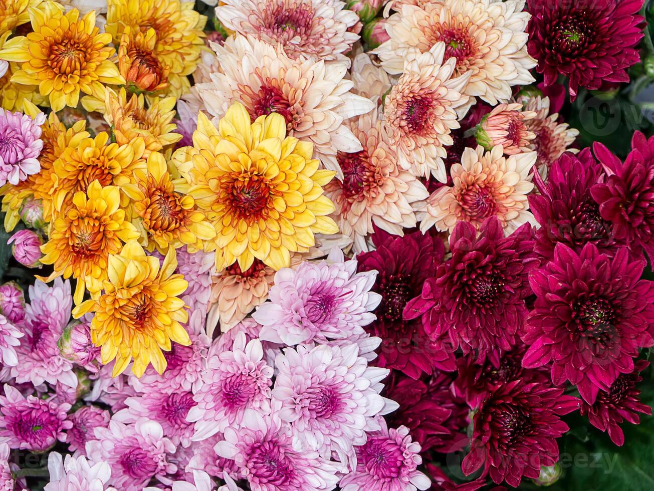 Close up Chrysanthemum flower. photo