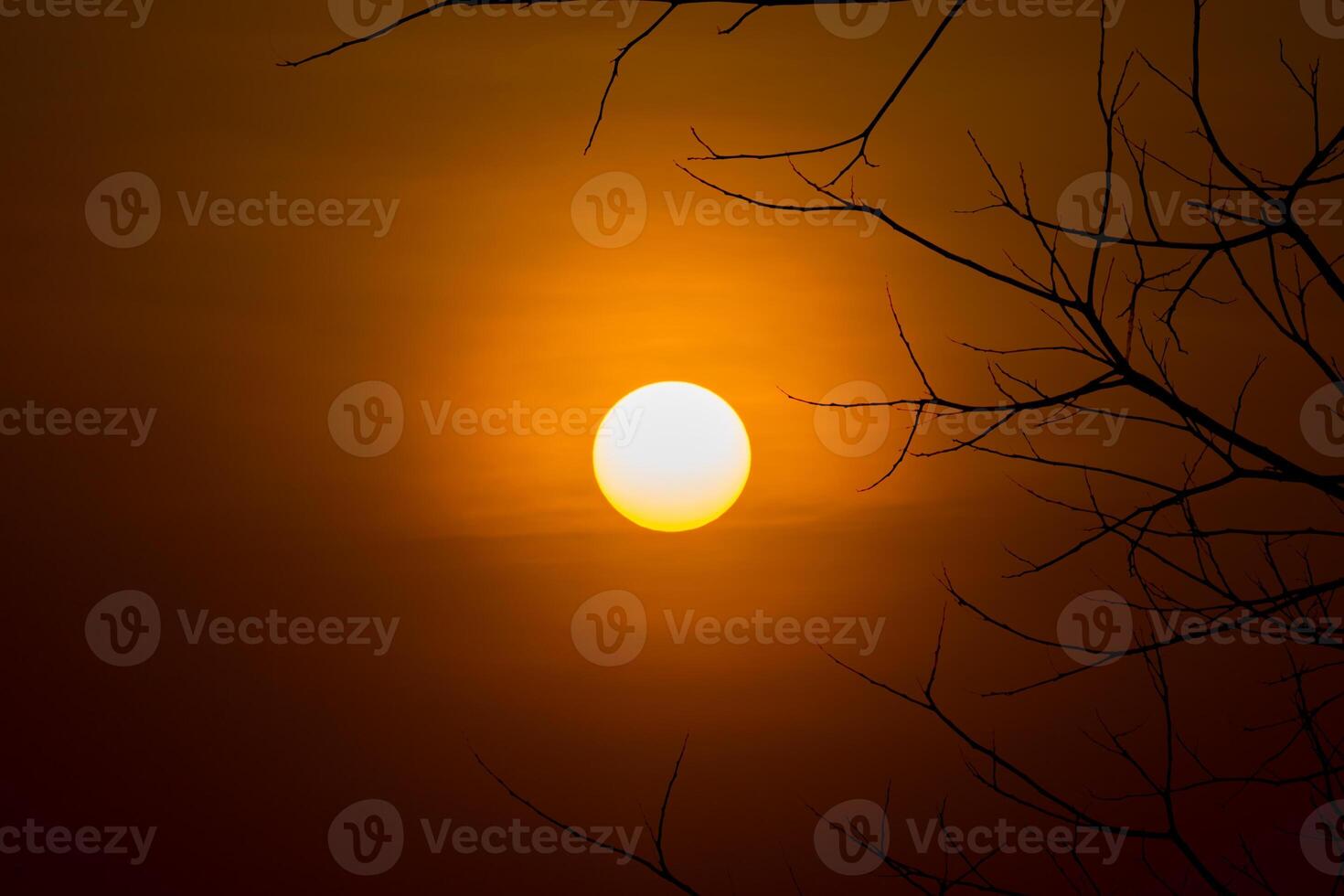 Silhouette branch with big sun photo