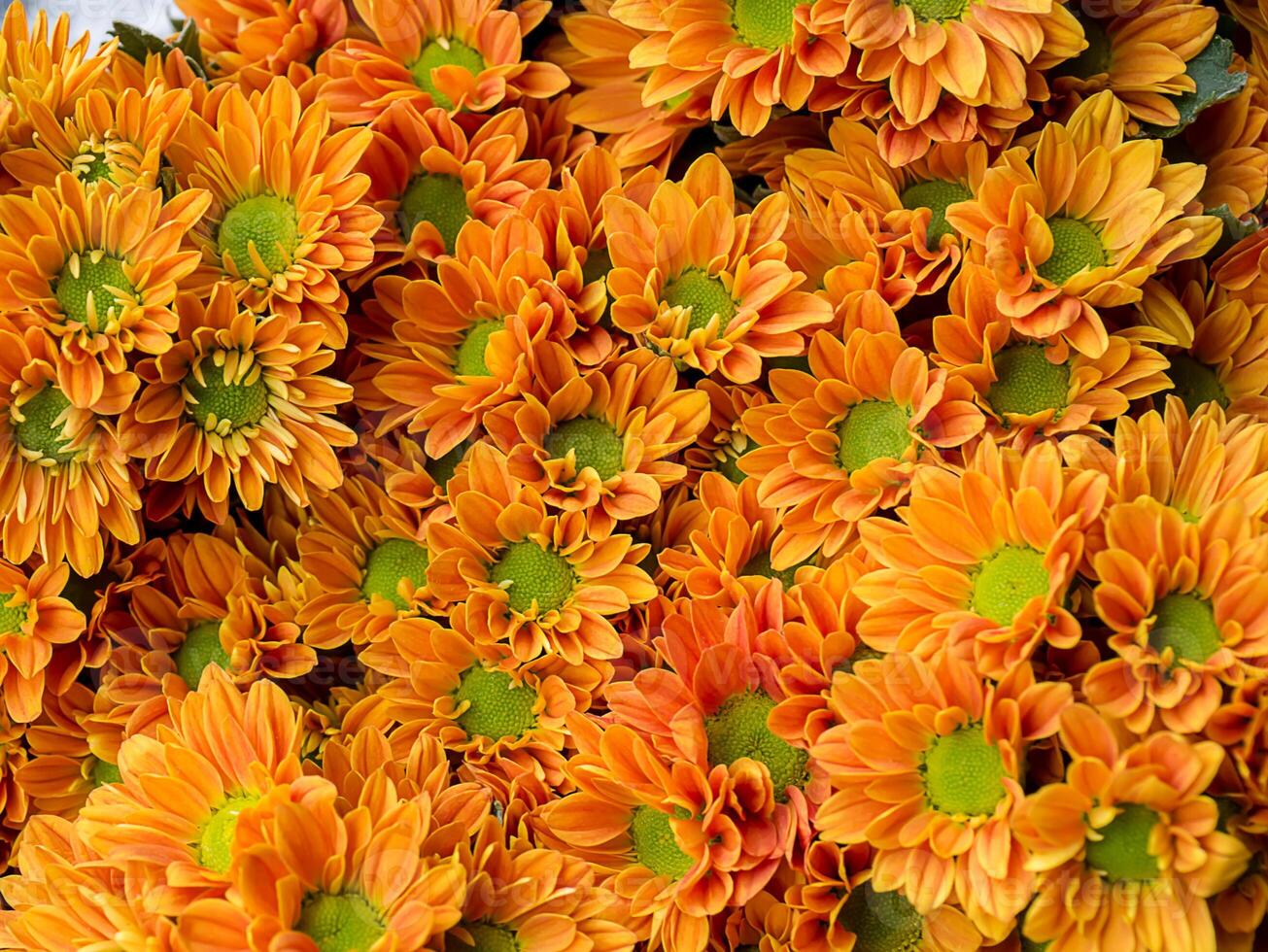 Close up Chrysanthemum flower. photo