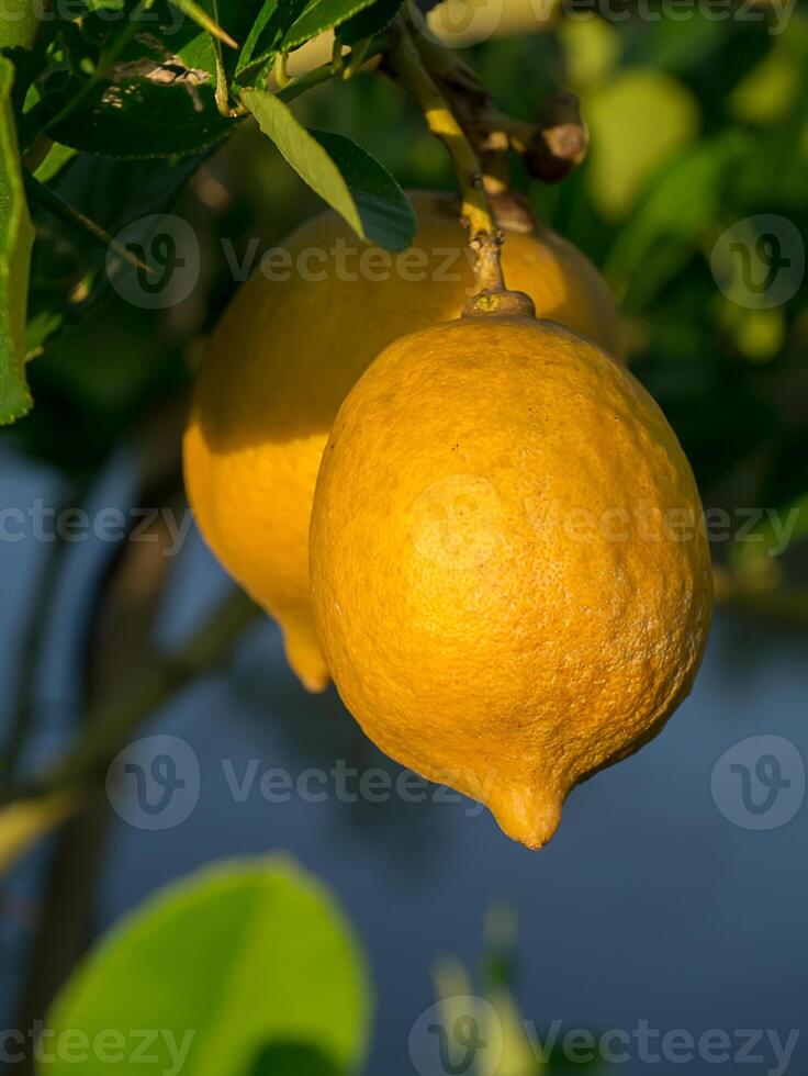 Lemon on tree. photo