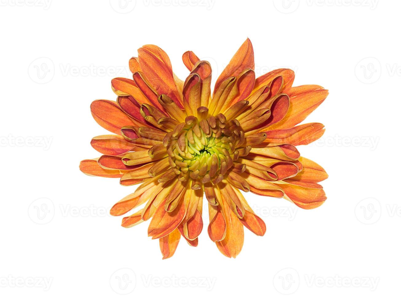 Close up Chrysanthemum flower. photo