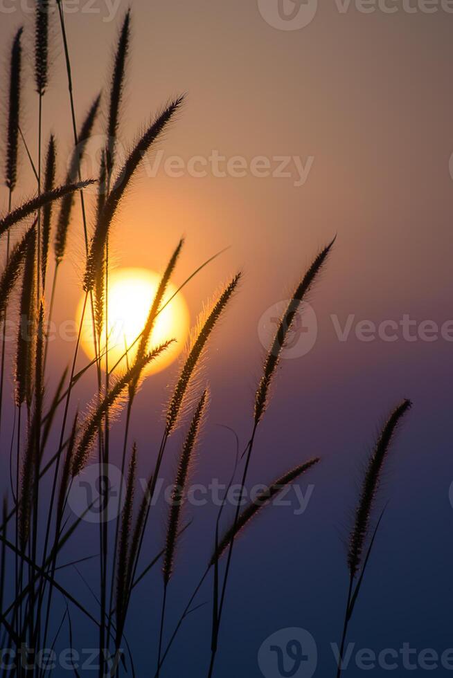 Silhouette of desho flower grass photo