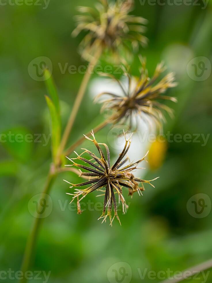 Close up of Bidens pilosa seed. photo