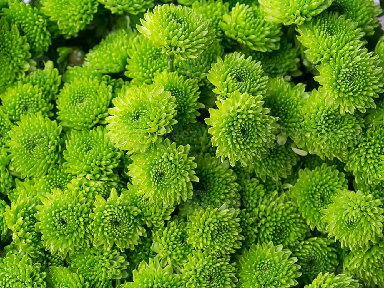 Close up Chrysanthemum flower. photo