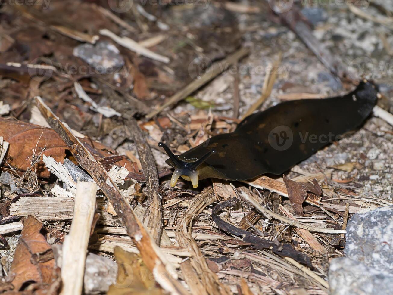 black snail on the ground photo