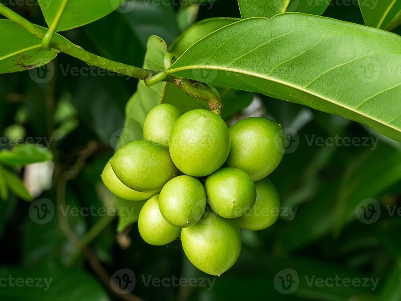 Green Bhandari fruit. photo