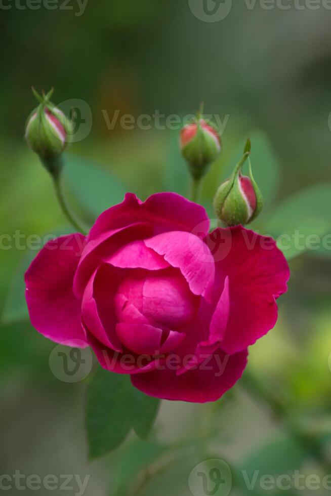 Pink rose petals for rose tea photo