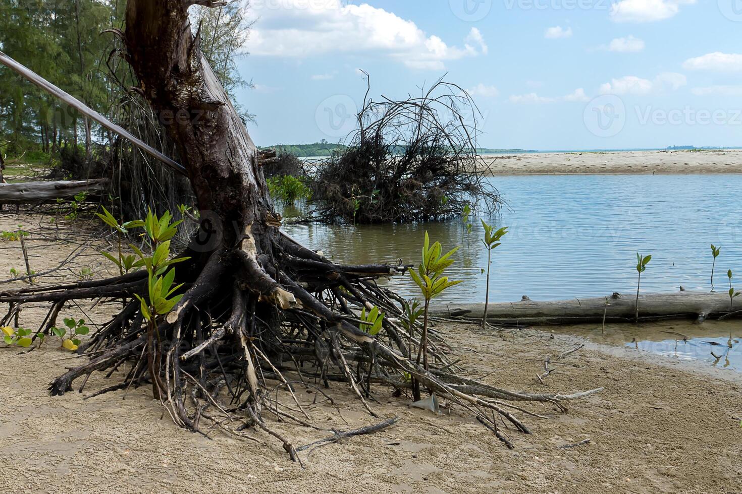 Dead tree on the beach. photo