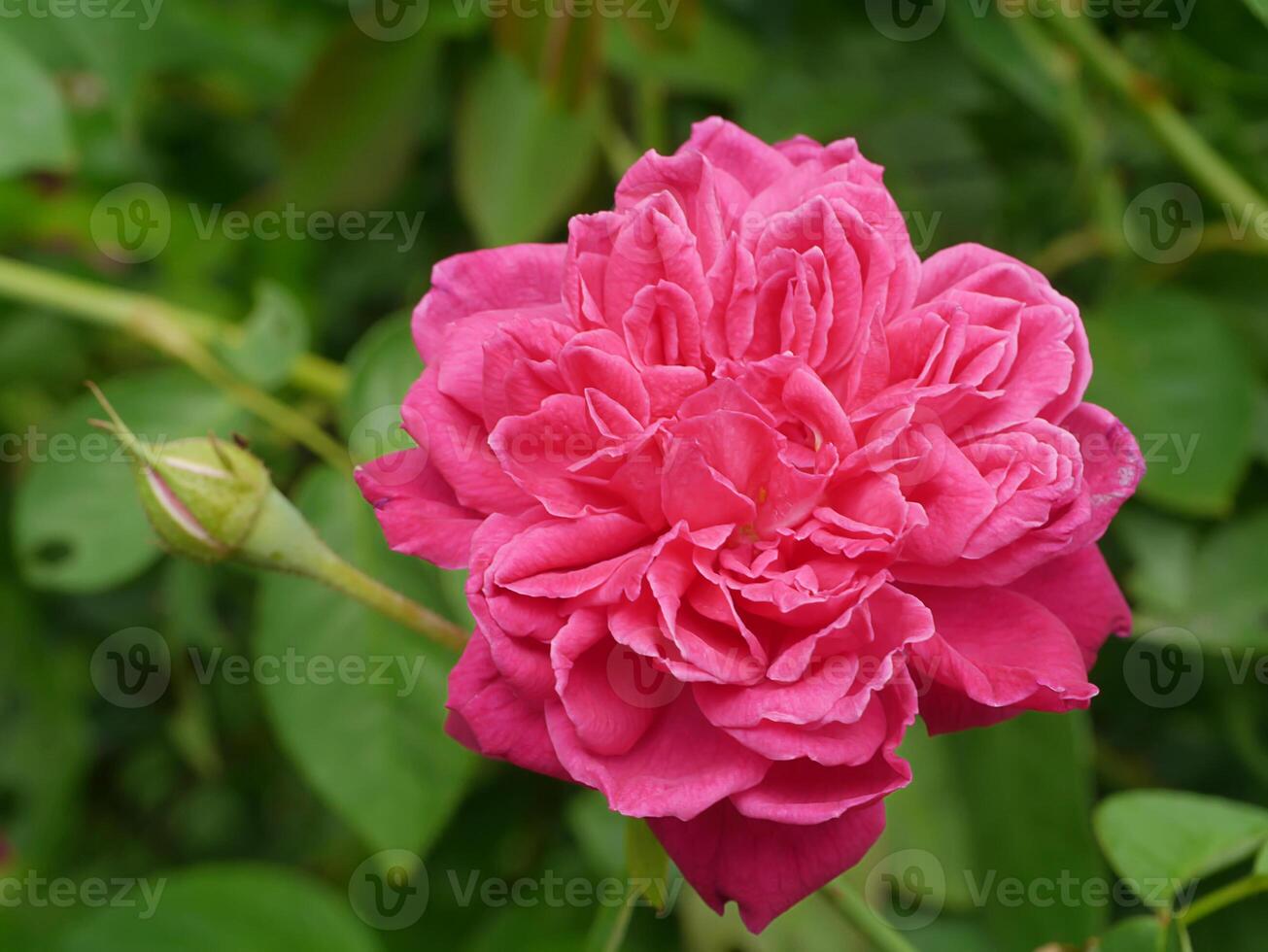 Dark pink of Damask Rose flower. photo