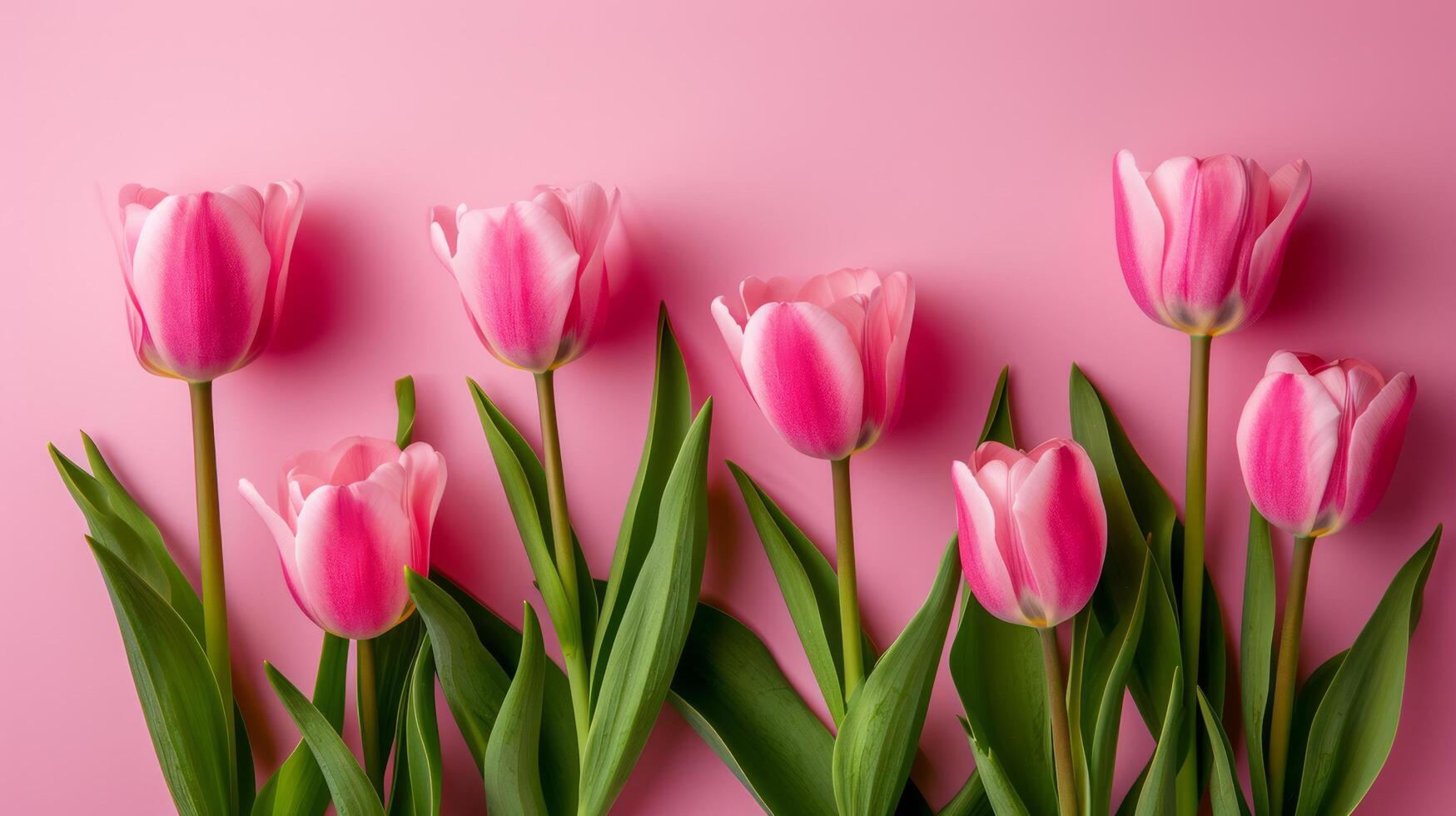 AI generated beautiful tulip flowers isolated on pink background with copy space photo