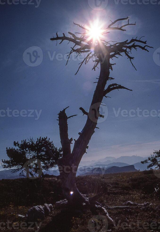 a dead tree in the middle of a field photo