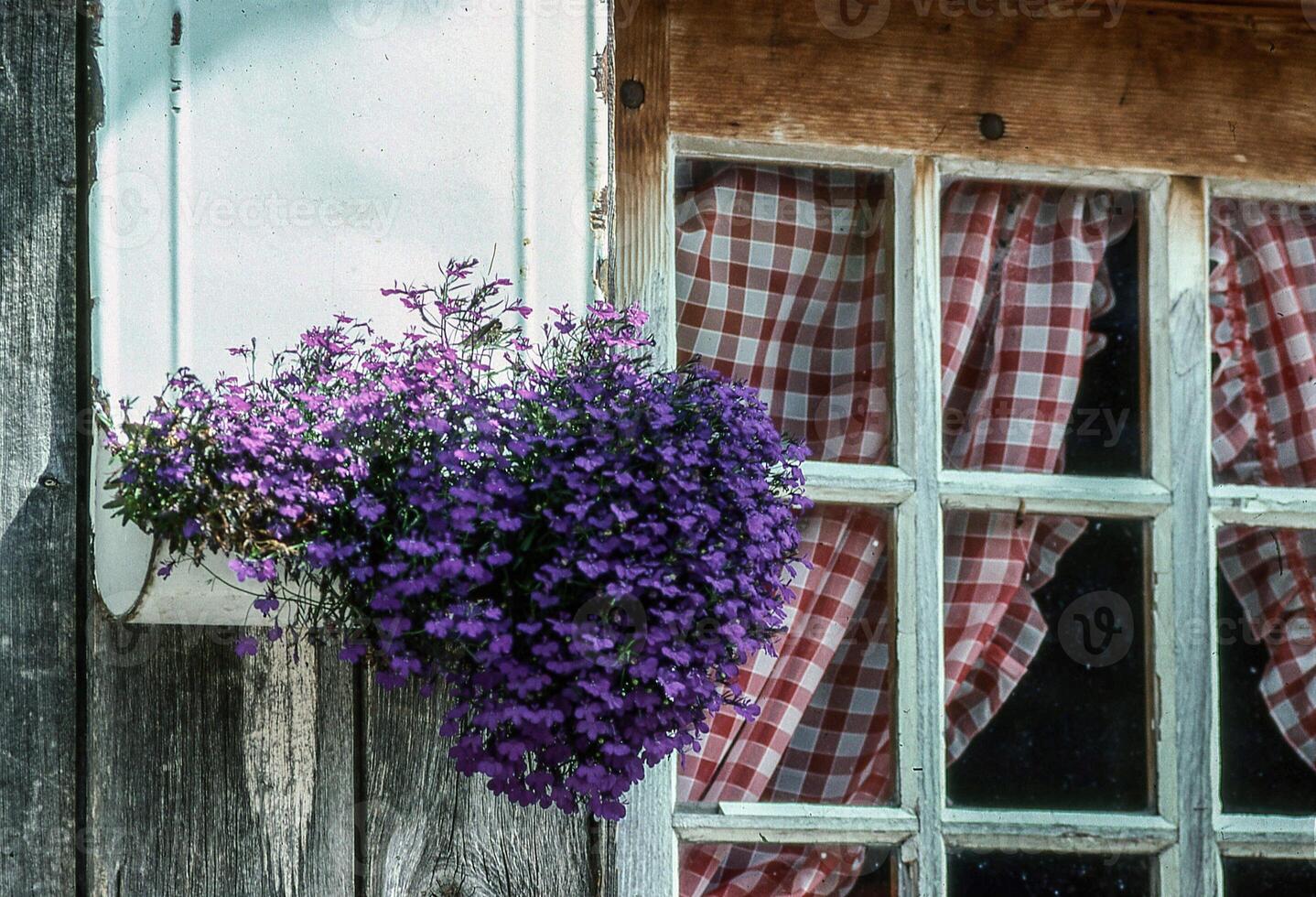 a window with a flower pot on it photo
