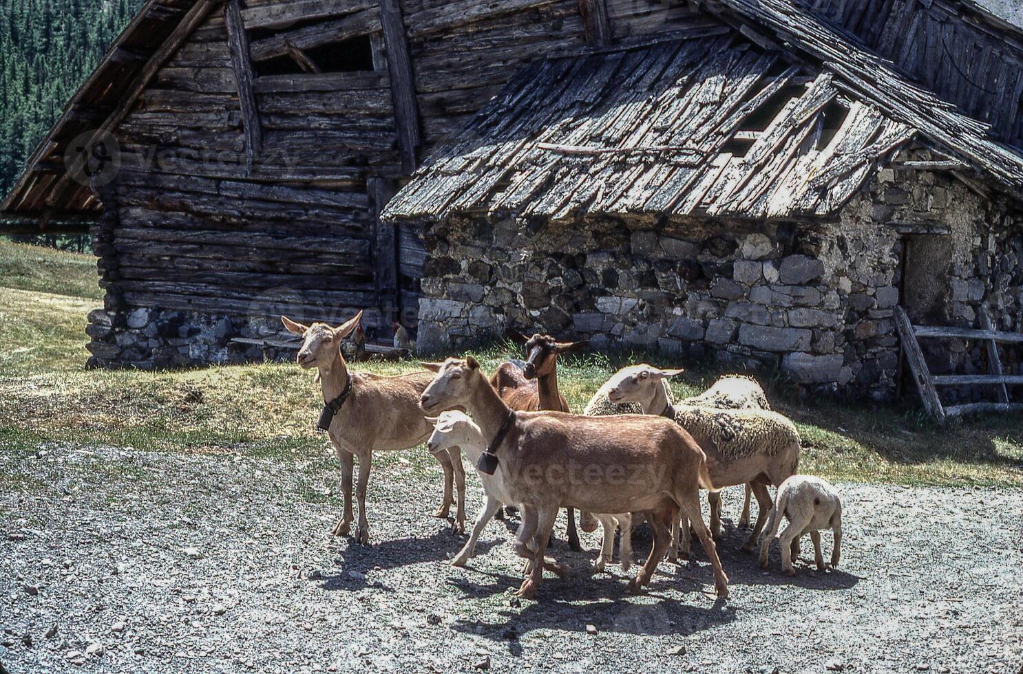 un manada de cabras en pie en frente de un casa foto