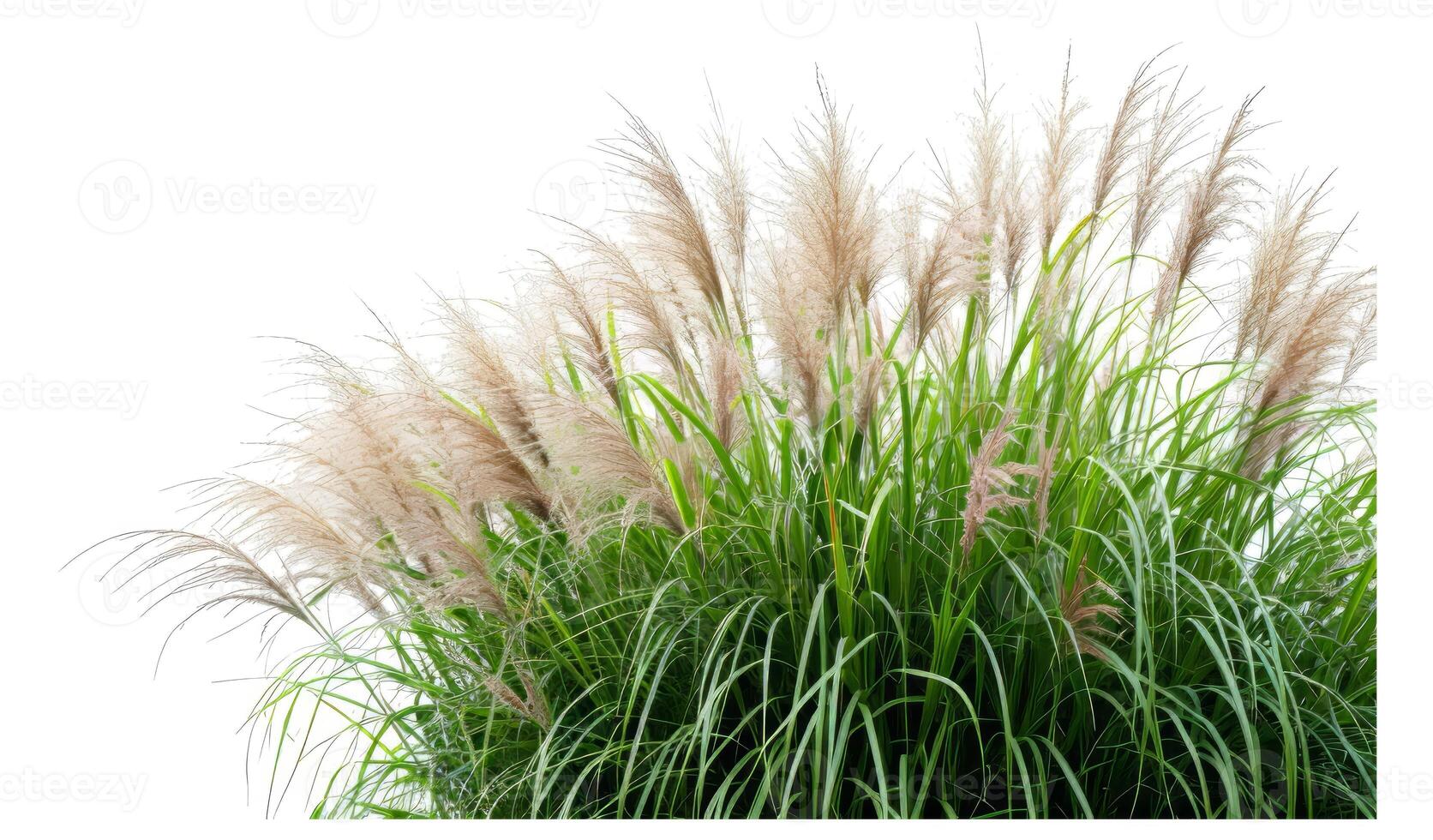 Bush of grass photo