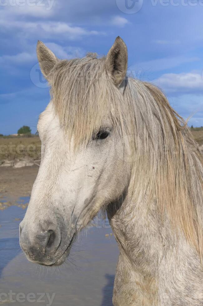 camarga caballo semental retrato, bocas du Ródano, Francia foto